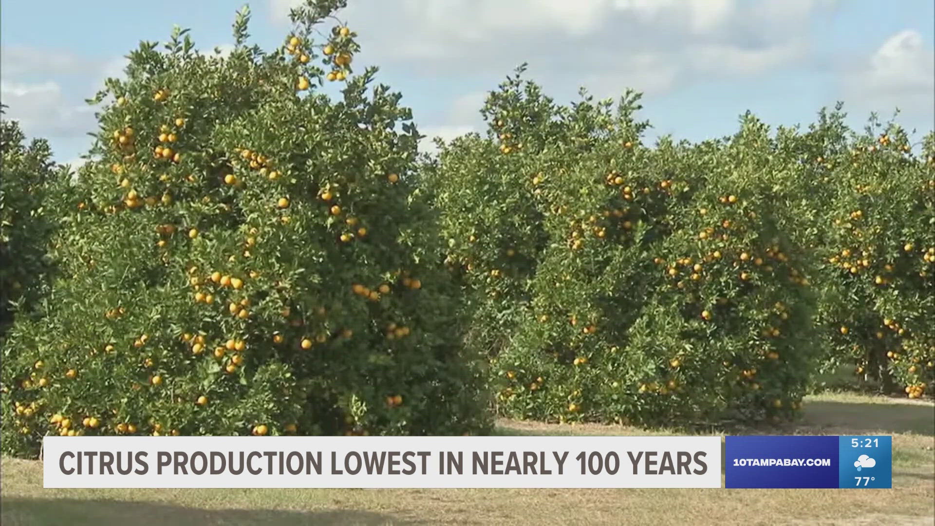 Florida's 2023-24 citrus season saw an 11.4% rise from last year, but last year had the lowest production in nearly 100 years.