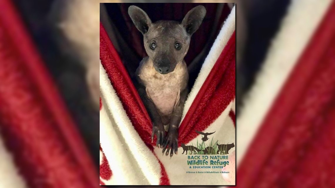 Wildlife Rescue Says Strange Looking Hairless Animal Found In Florida Isn T A Chupacabra Wtsp Com