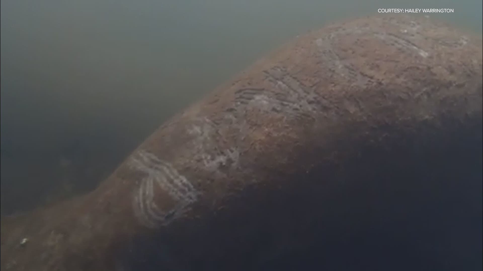 Federal authorities are investigating who marked "Trump" onto the back of a manatee.