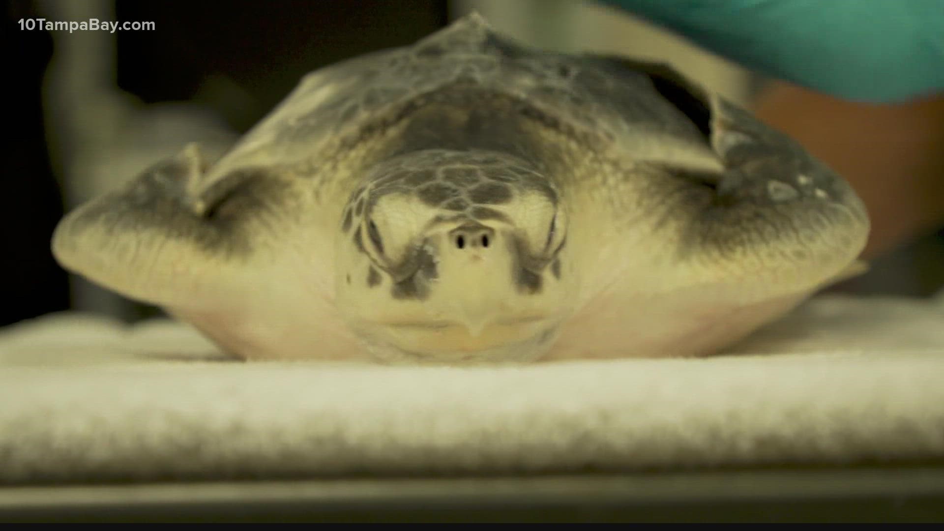 Experts say red tide exposure can confuse sea turtles so much that they drown.