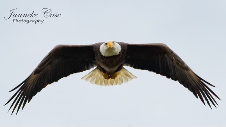 Stunning photos capture a pair of bald eagles in Lakeland