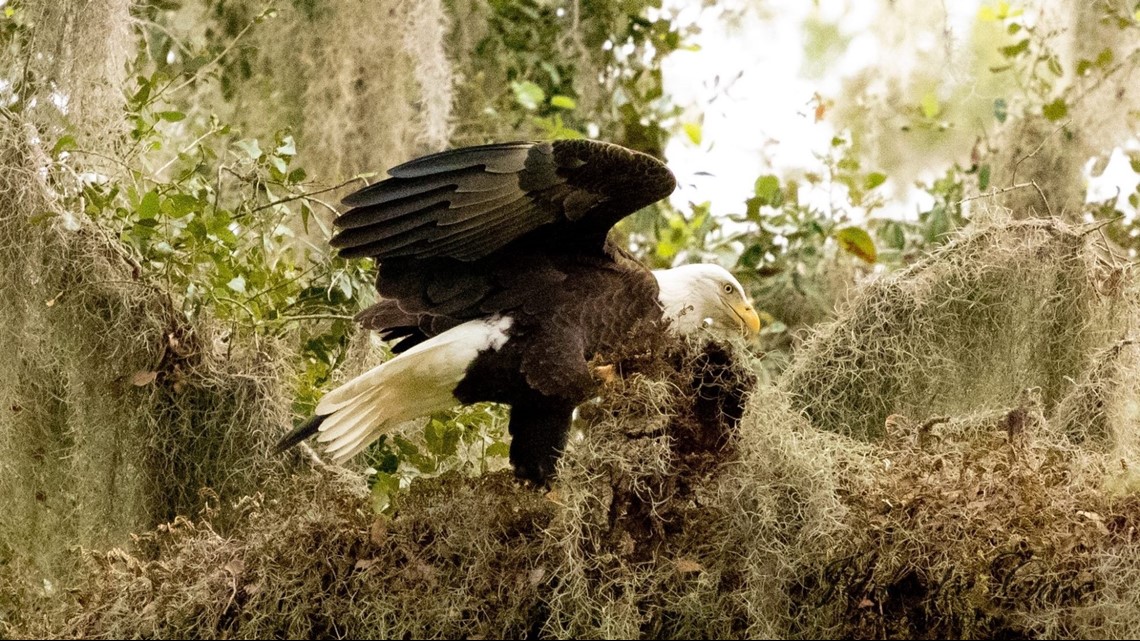 Stunning photos capture a pair of bald eagles in Lakeland