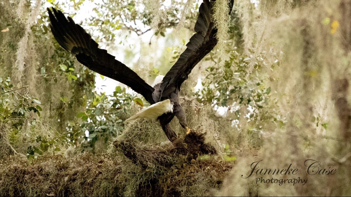 Stunning photos capture a pair of bald eagles in Lakeland