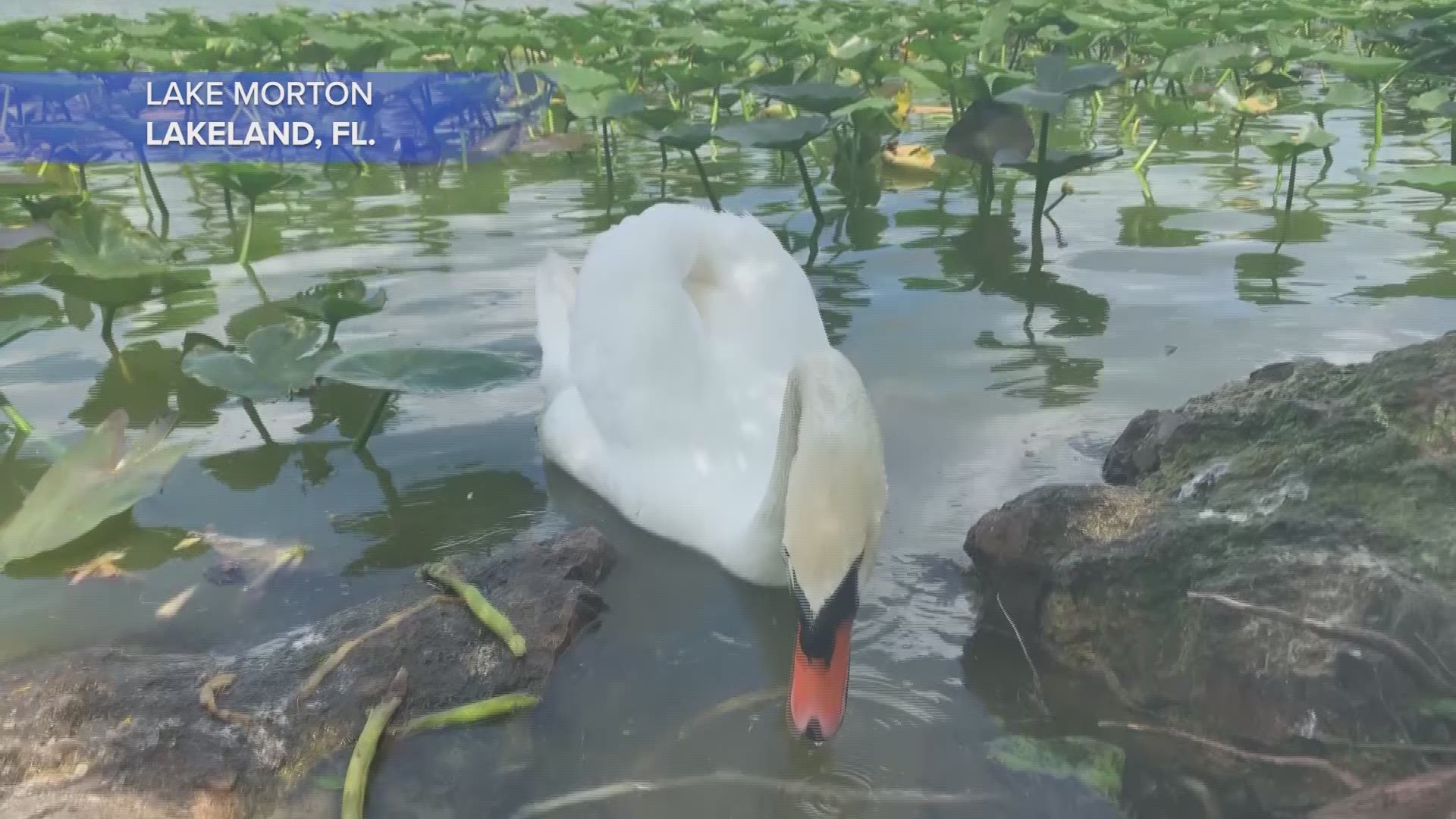 The swans at Lake Morton in Polk County, Florida are a staple of the community.
