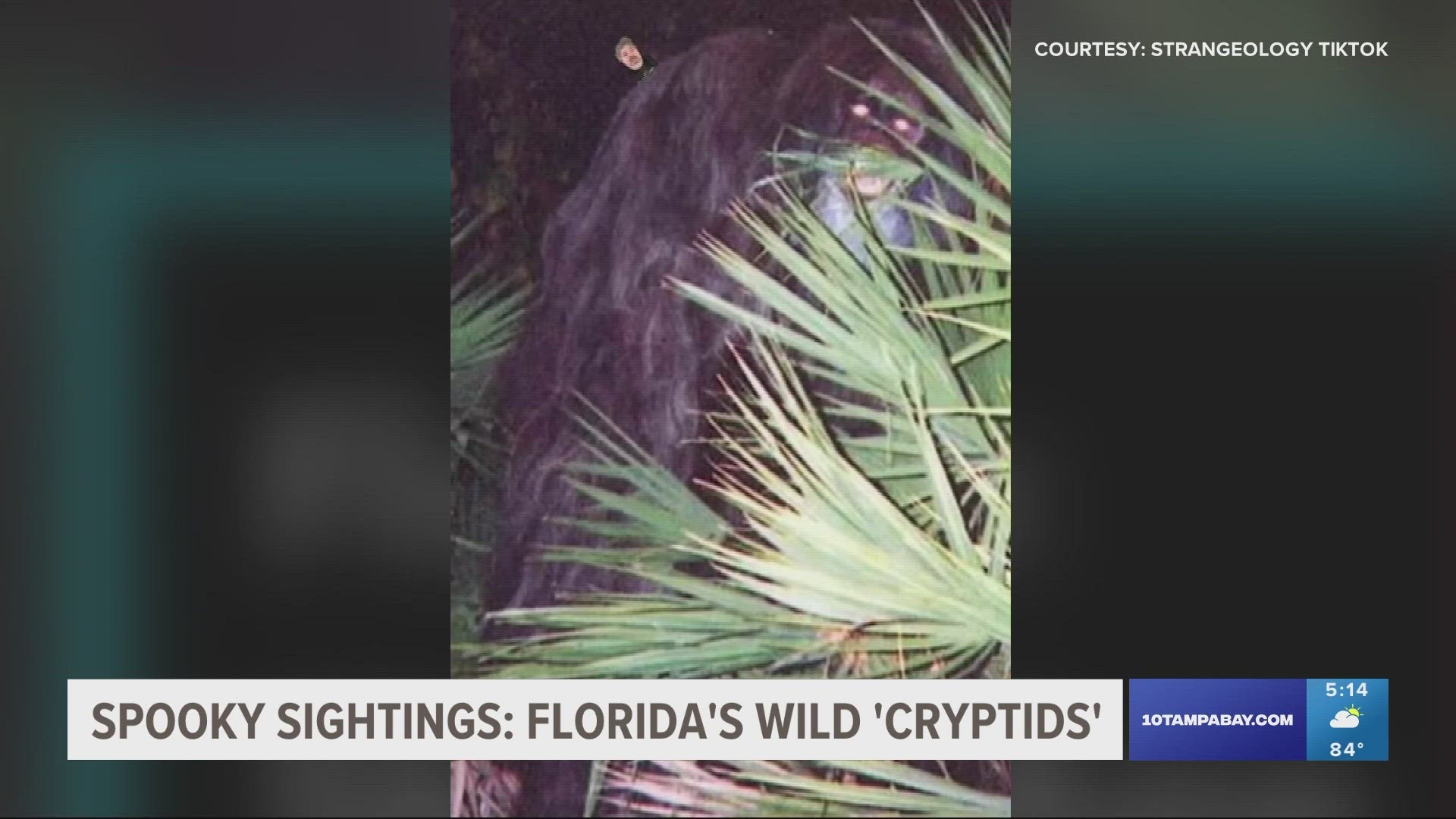 Cryptids are animals whose existence is disputed or unsubstantiated by science like Bigfoot or the Loch Ness Monster.