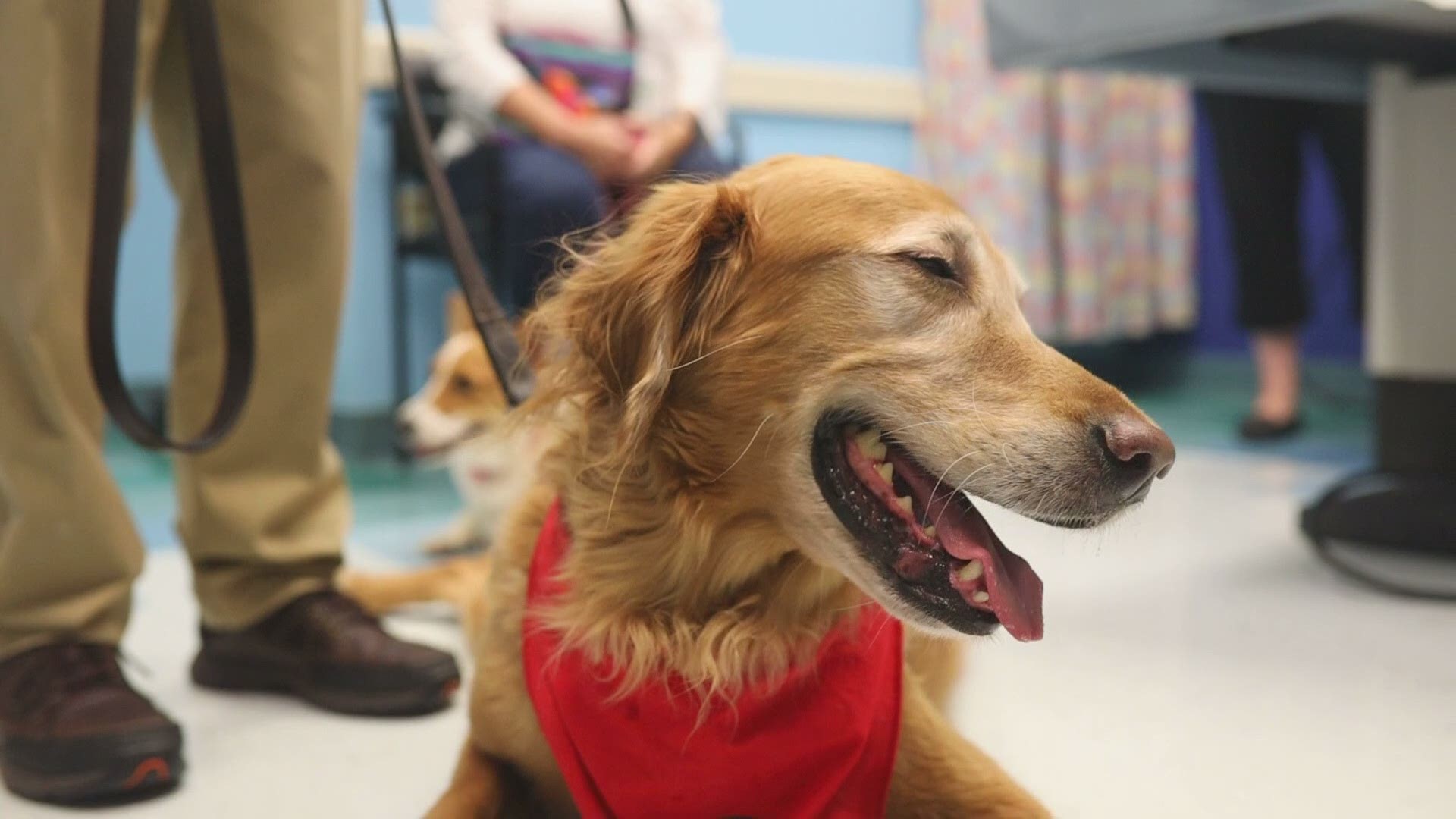 Riley, the therapy dog that put smiles on faces at Shriners Healthcare for Children, has reached a milestone of 300 visits.