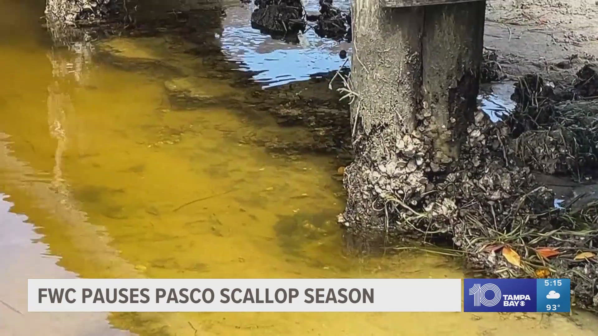 Scalloping can continue north of the Hernando-Pasco county line.