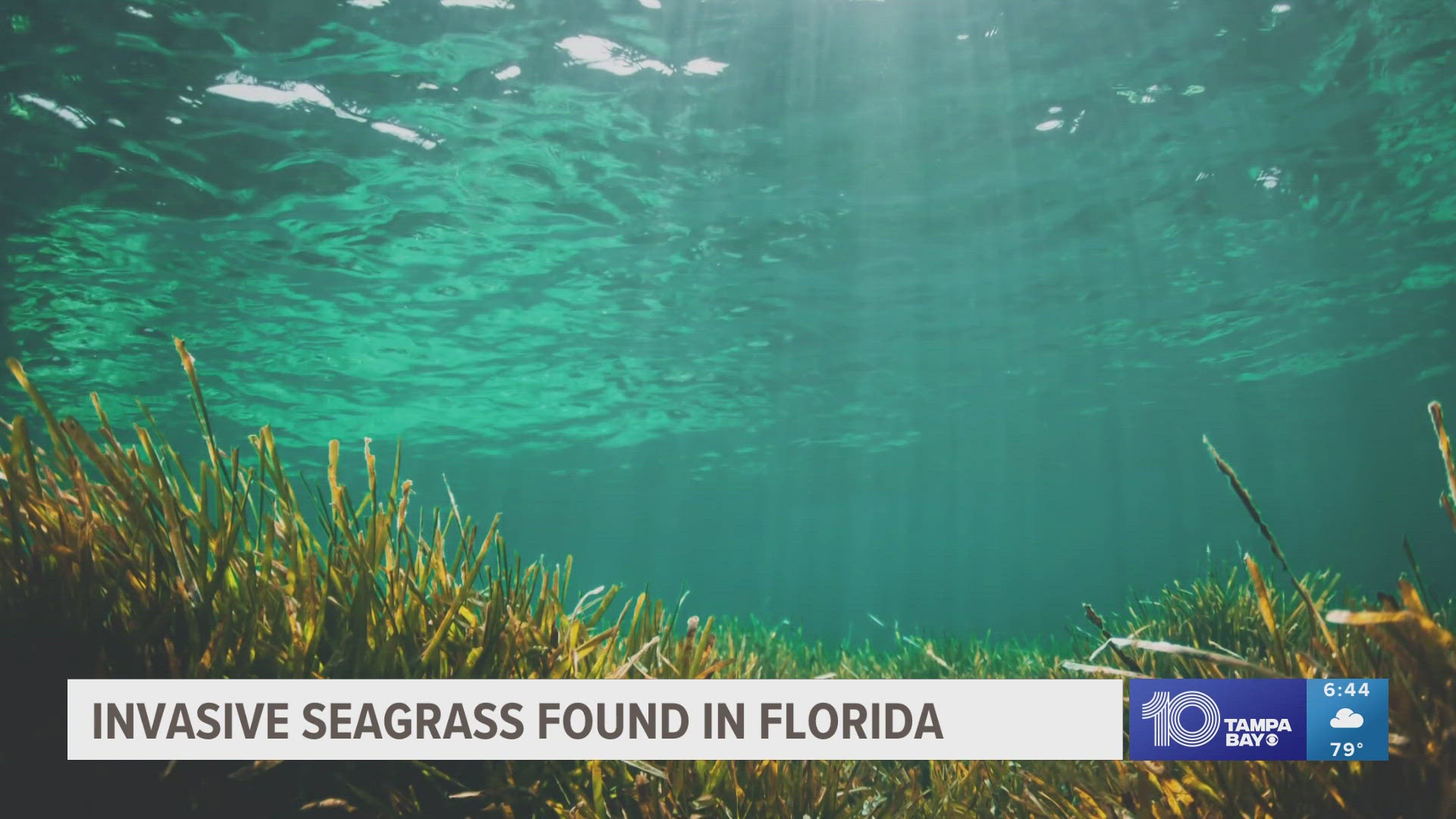 An aggressive seagrass was discovered in South Florida, marking the first time this specific species has been found in the waters along the continental United States