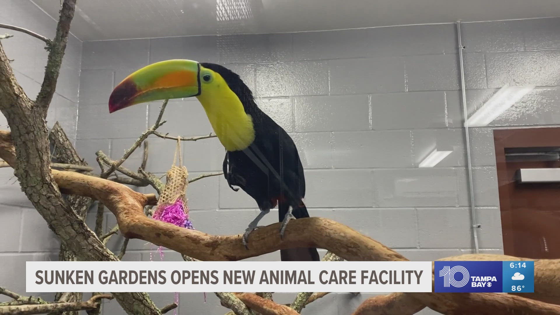 St. Pete's oldest living museum has a top-notch spot to care for their animals.