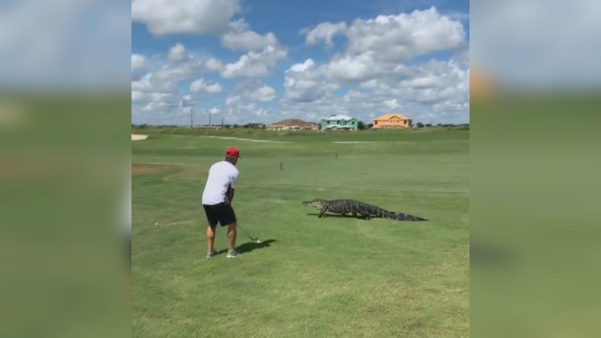 There's an extra hazard to worry about on this Florida golf course.

If you guessed "gator," you'd be absolutely correct.

Steel Lafferty was playing a round of golf Wednesday when the toothy-looking reptile walked on by.