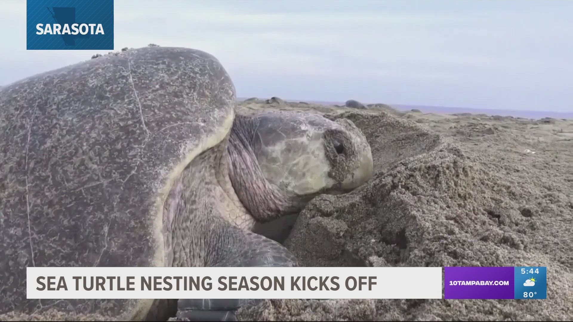 Most sea turtles are spotted nesting on Casey Key in Sarasota County, Florida.