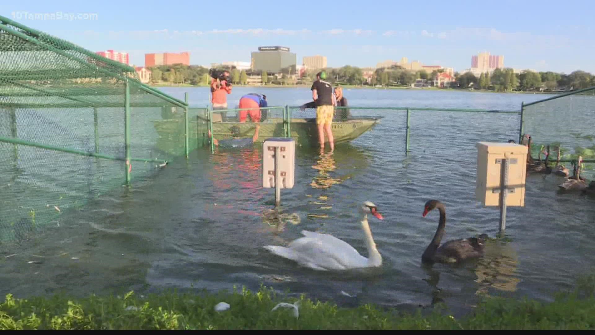 Parks & Recreation employees carefully gather the swans for their annual veterinary check-up.