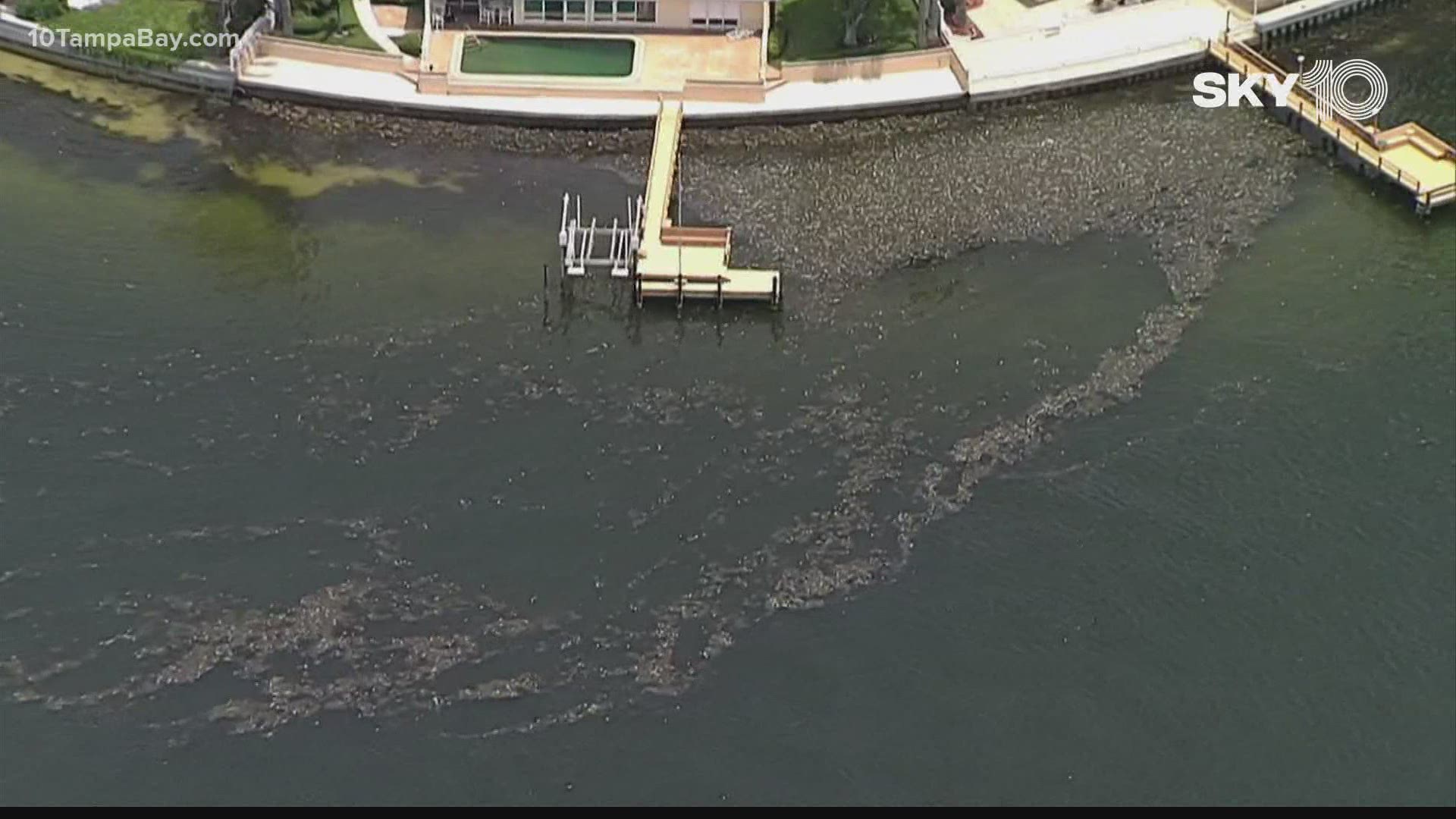 Red tide continues to kill marine life in the Tampa Bay area.