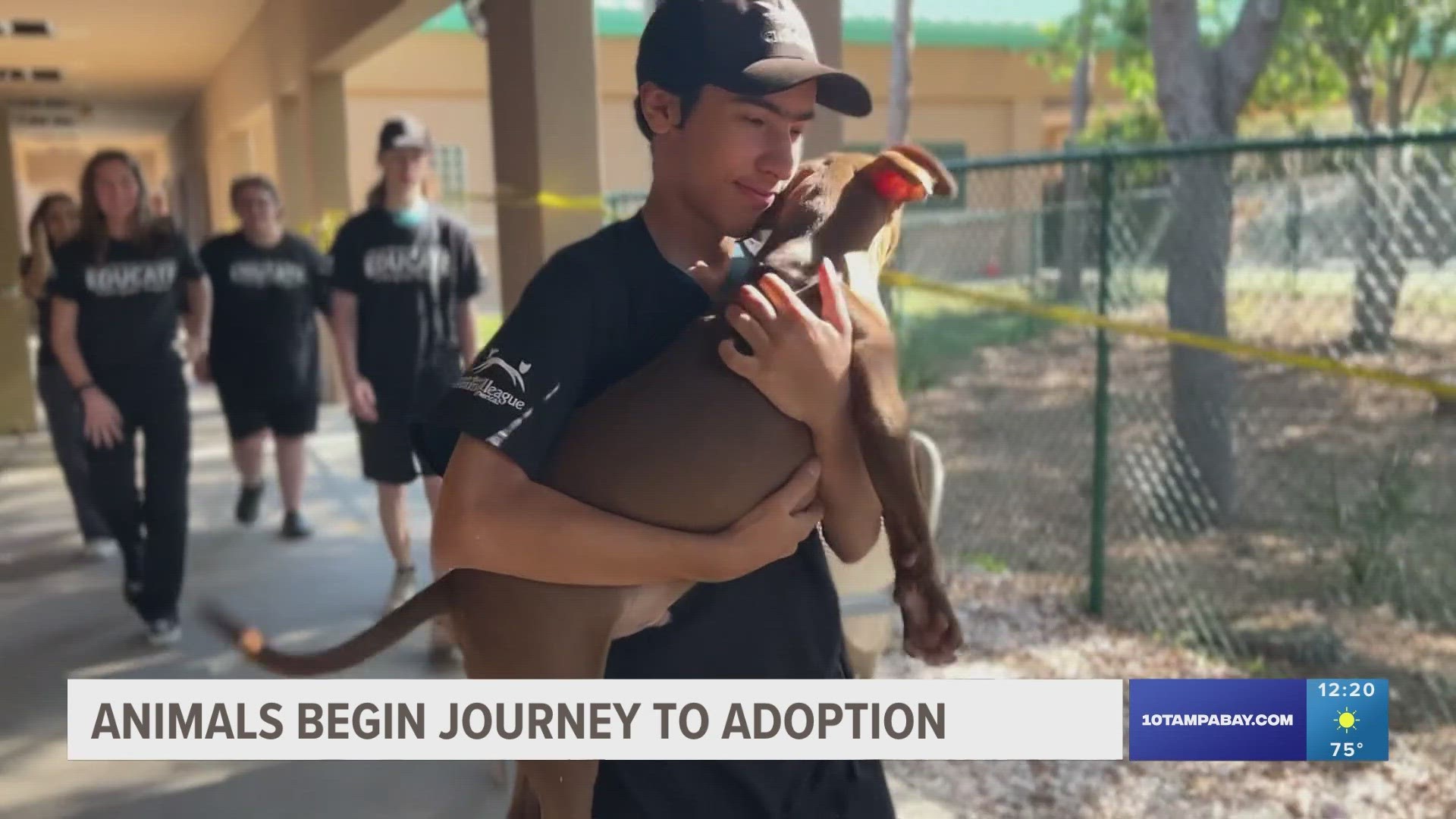 North Shore Animal League America will drive several animals without homes from the Tampa Bay area to North Shore Animal League America's campus in New York.
