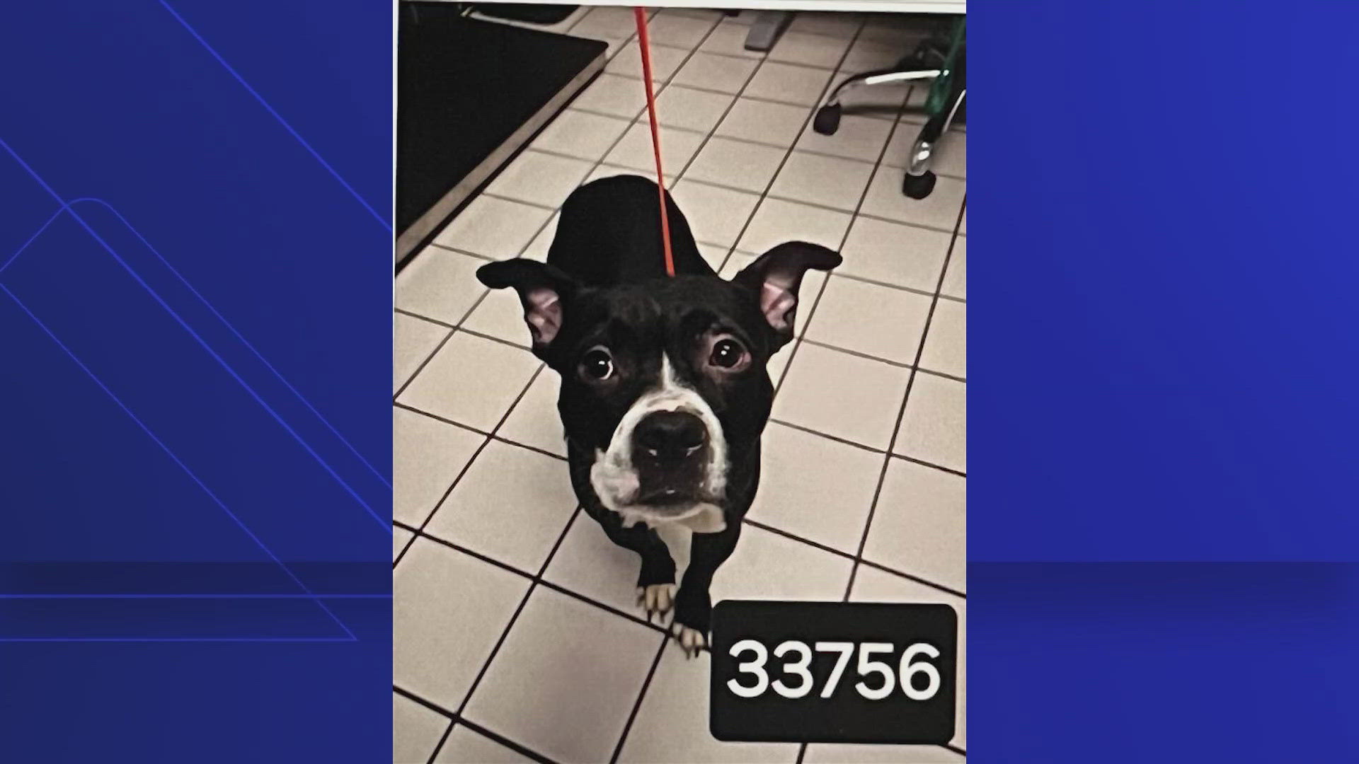 Dexter's Law would allow for a sentencing multiplier for certain animal abuse crimes.