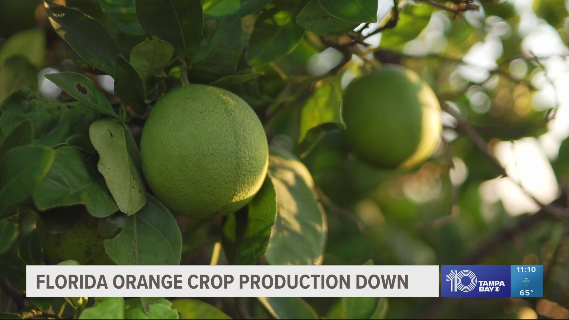 The decline in orange production would make the 2022-23 season one of the lowest since World War II.