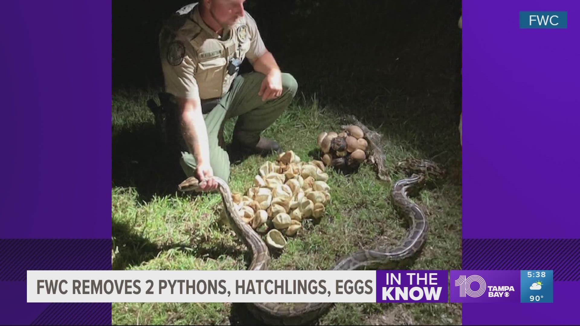 The FWC encourages people to remove and kill pythons from private lands whenever possible.