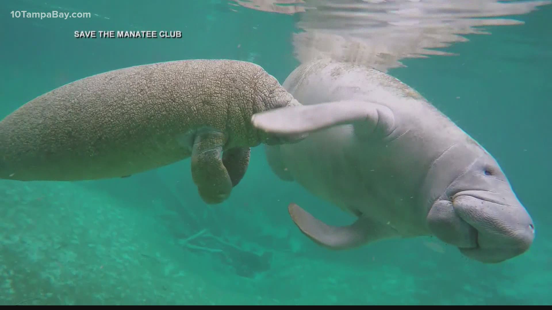 The rescue and rehab facility is working to create extra space for manatees in need of care at an off-site location in Tarpon Springs.