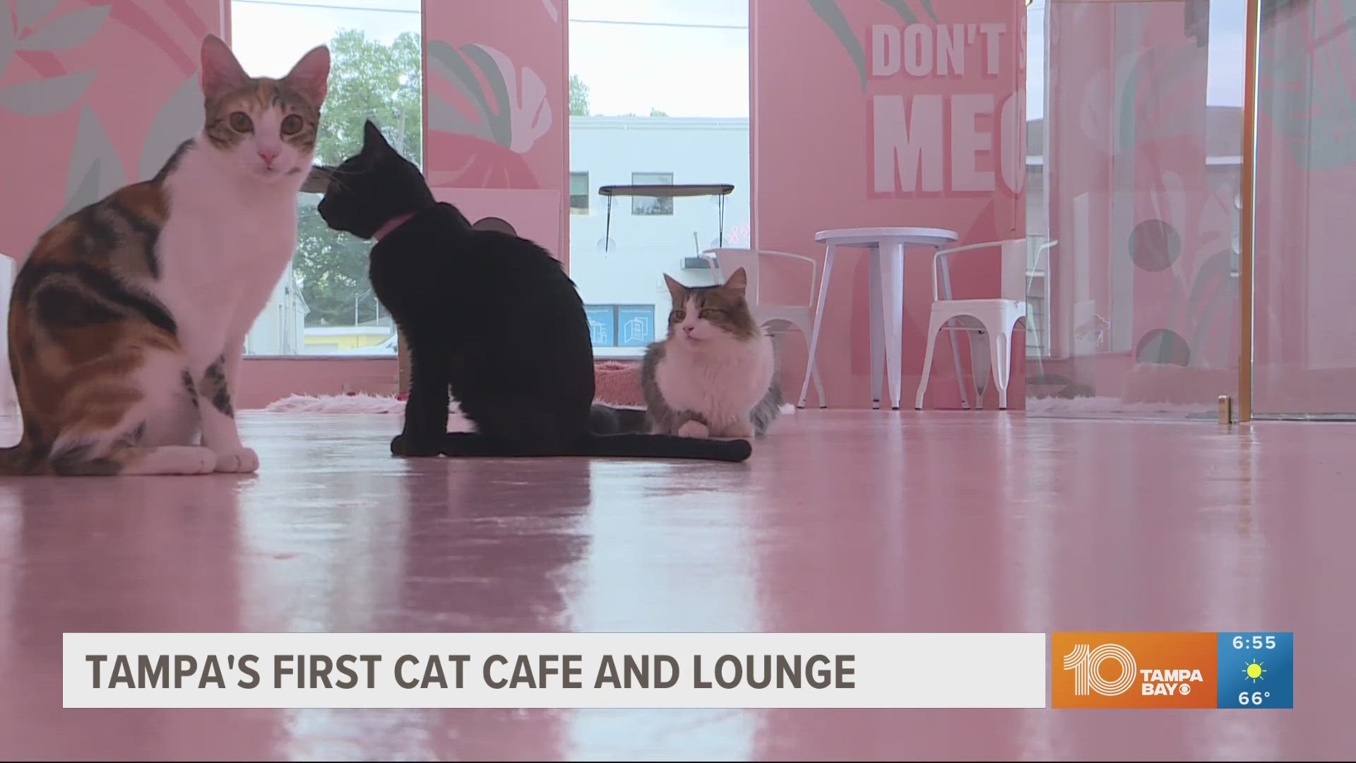 All the animals at Cats and Caffeine are up for adoption.