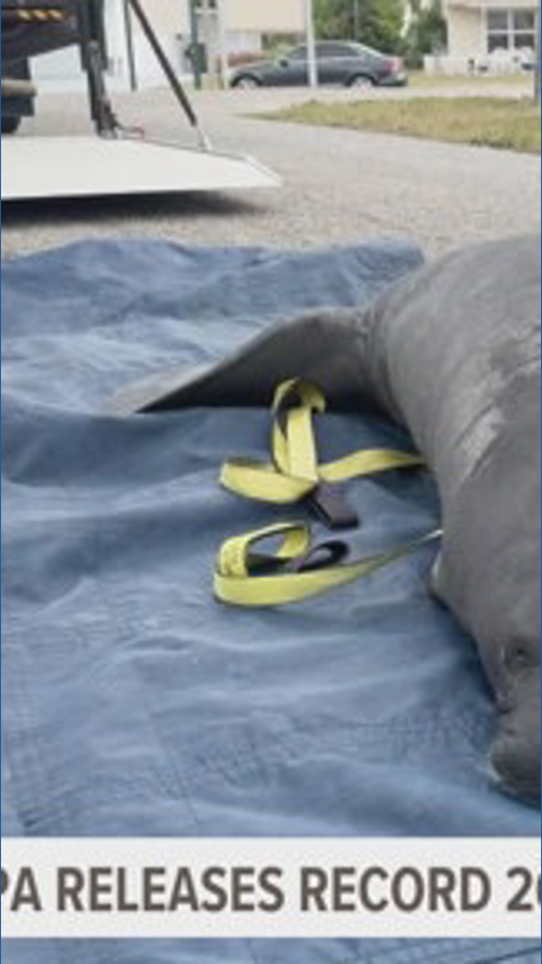 ZooTampa releases record number of rehabilitated manatees into Florida ...