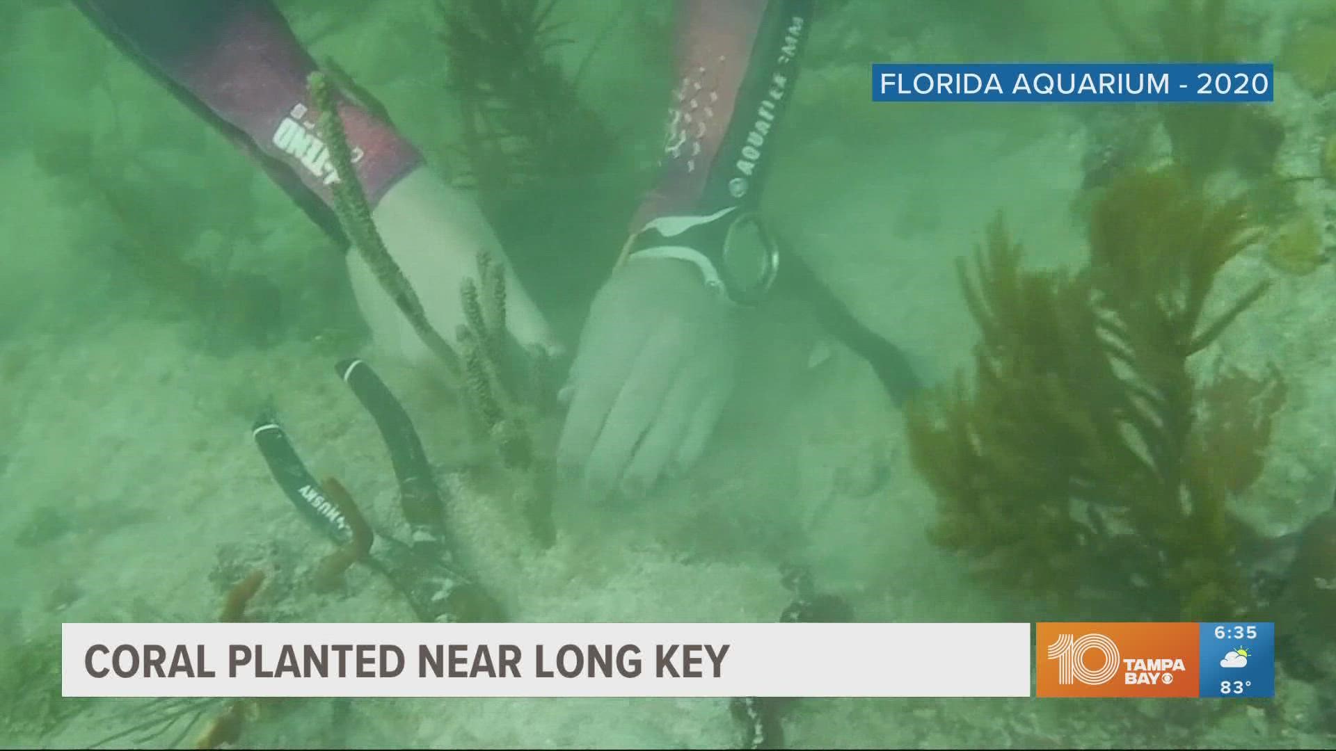 Part of the goal is to support coral restoration efforts in the Florida Keys National Marine Sactuary.