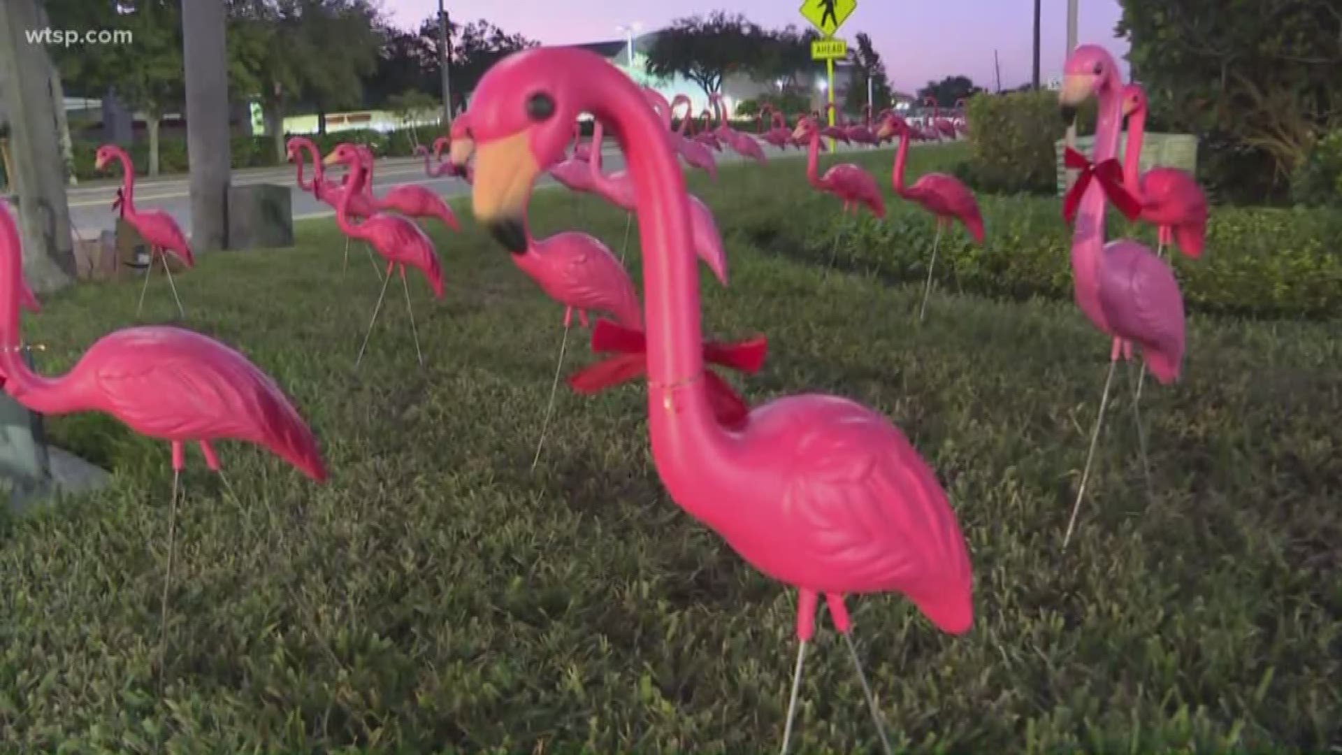 The bright pink flamingos are decorated with red bows at the corner of Missouri Avenue and Cleveland Street.