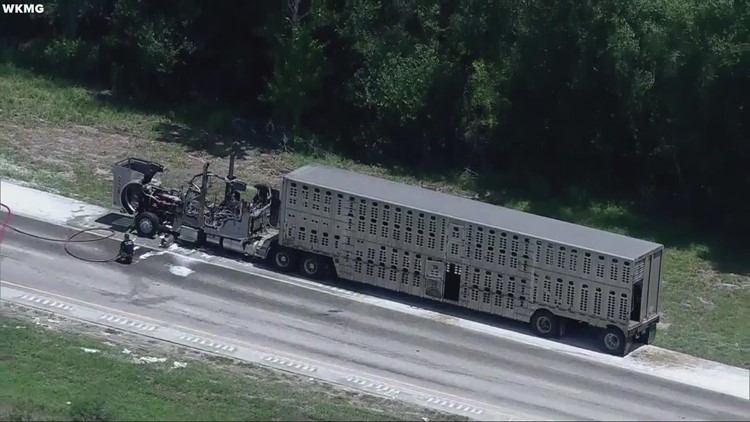 Loose cows cause commotion, halt traffic on Florida’s Turnpike
