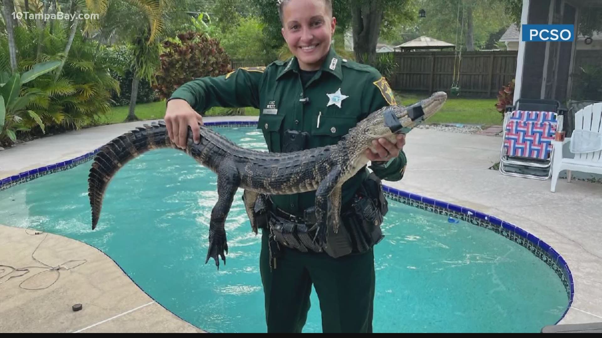 Pinellas County deputy gets alligator out of pool 
