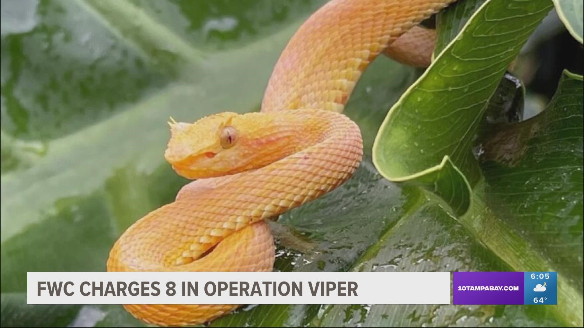 Officers went undercover for two years during the operation, infiltrating the black market for the highly illegal and exceedingly dangerous species.