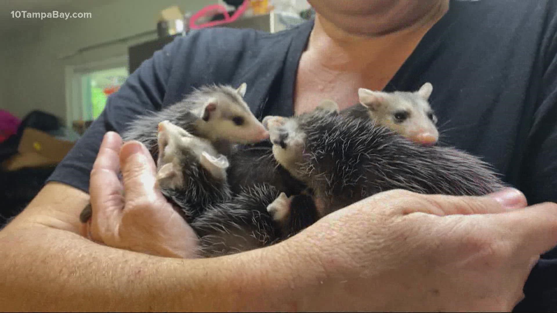 Paula Hodge cares for dozens of animals inside her home. It's a full-time job, on top of her actual full-time job in HR payroll.