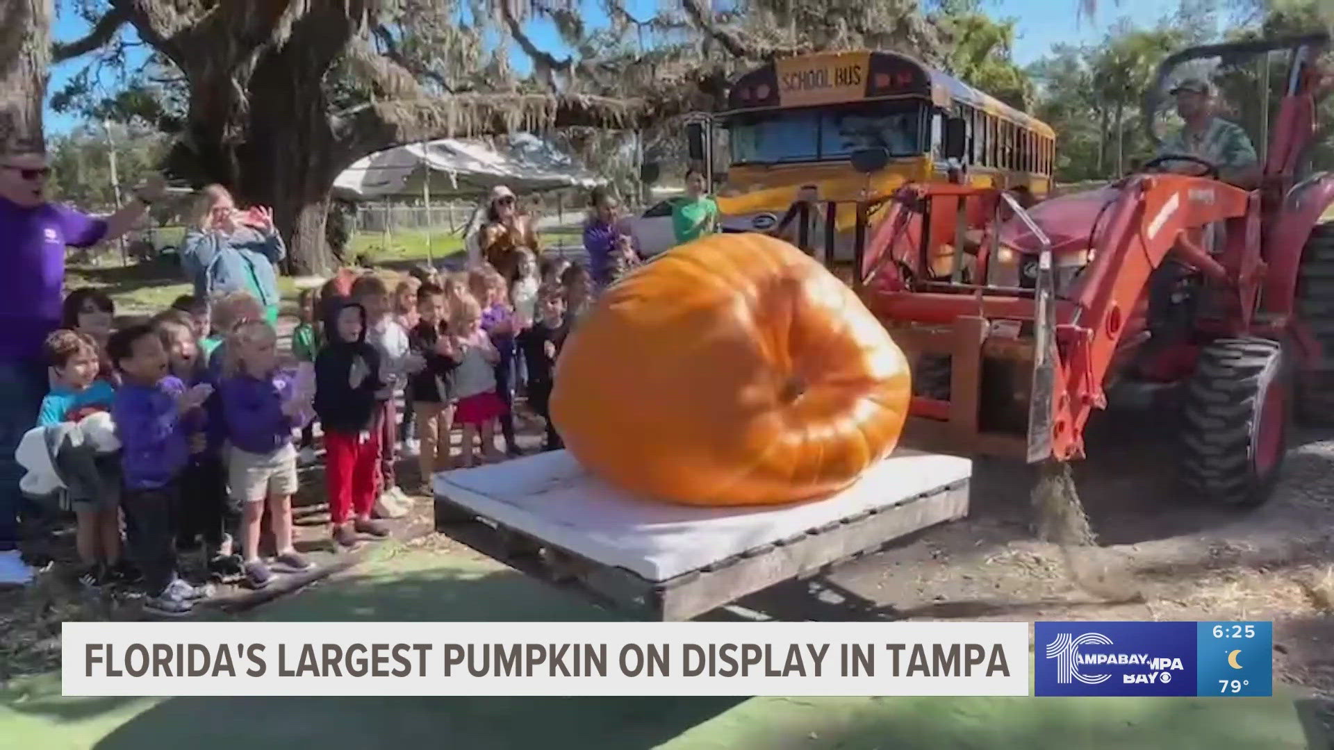 The pumpkin arrived last week at Bearss Groves weighing in at 868 pounds.