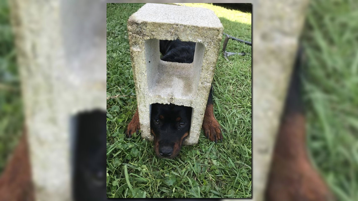 Fifi the Rottweiler gets head stuck in cinder block, firefighters save