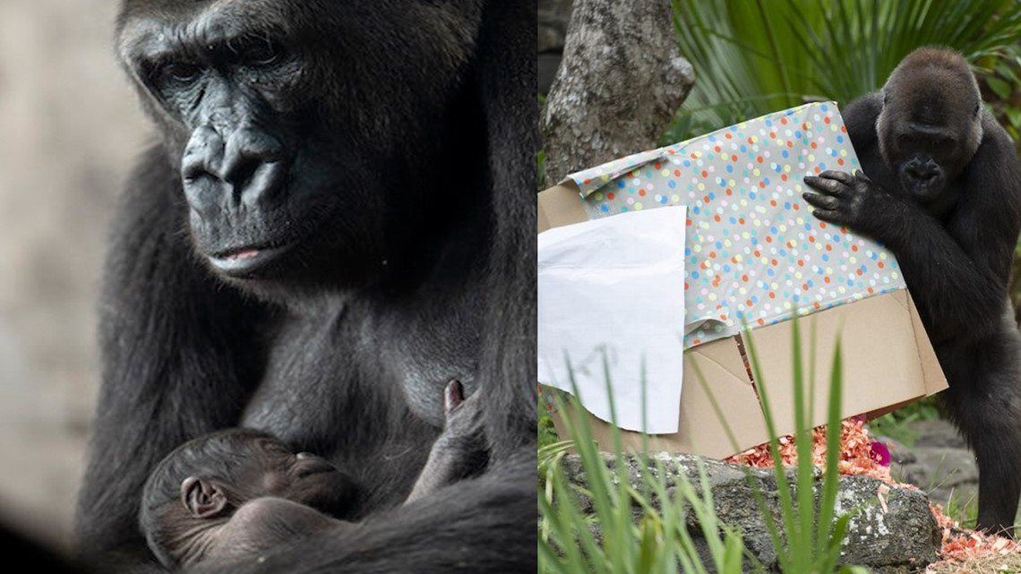 Disney's Animal Kingdom welcomes new baby gorilla 'Grace' | wtsp.com