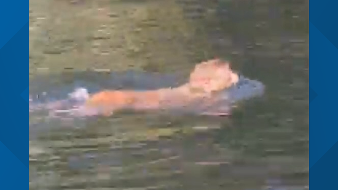 Florida Monkeys Jump Into River As Kayaker Records Video Wtsp Com   6a5c912f 3640 43ef 998a 0f869aec153c 1140x641 