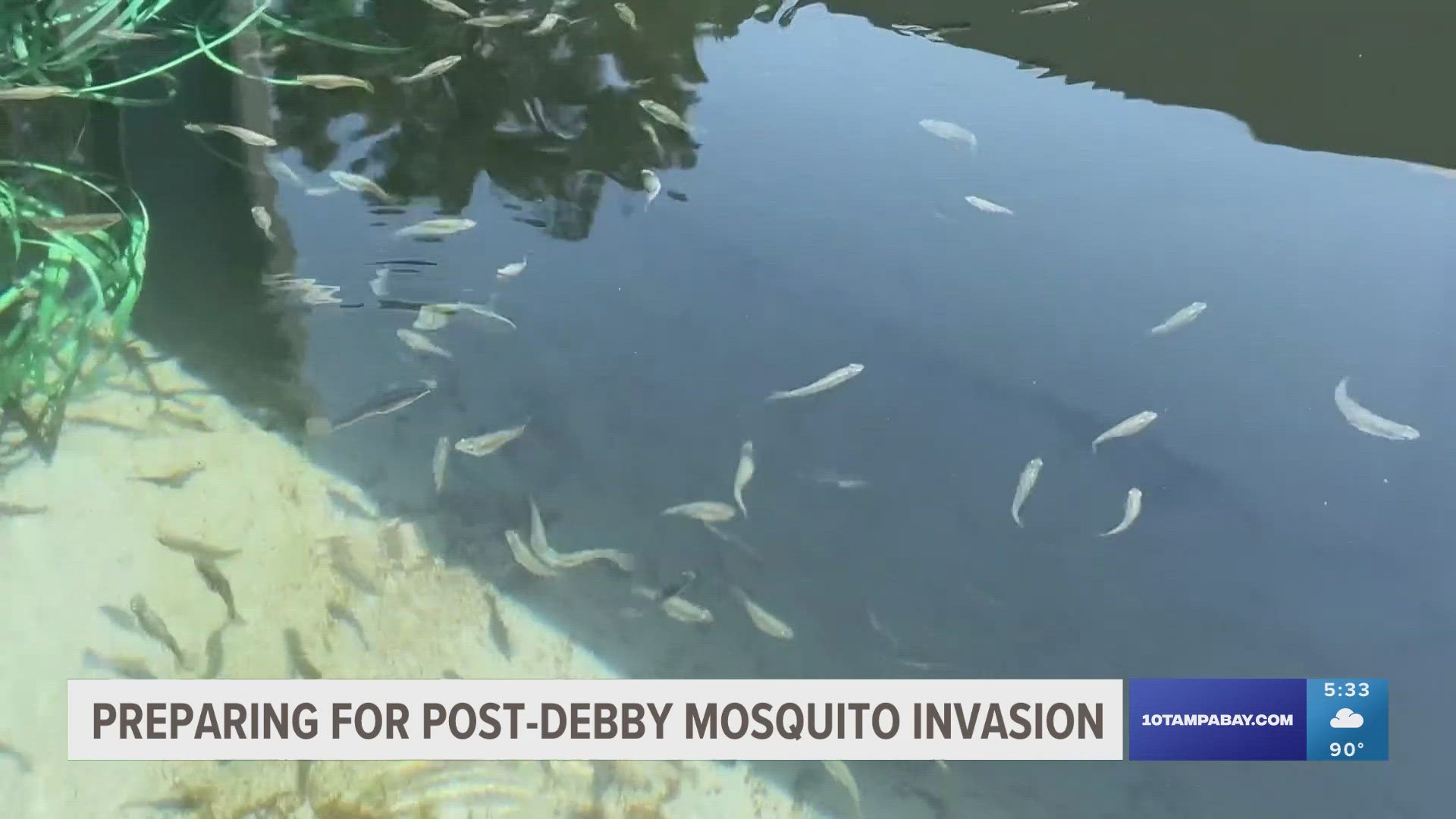 Hillsborough County workers hope a well-timed free mosquito fish giveaway this weekend will help.