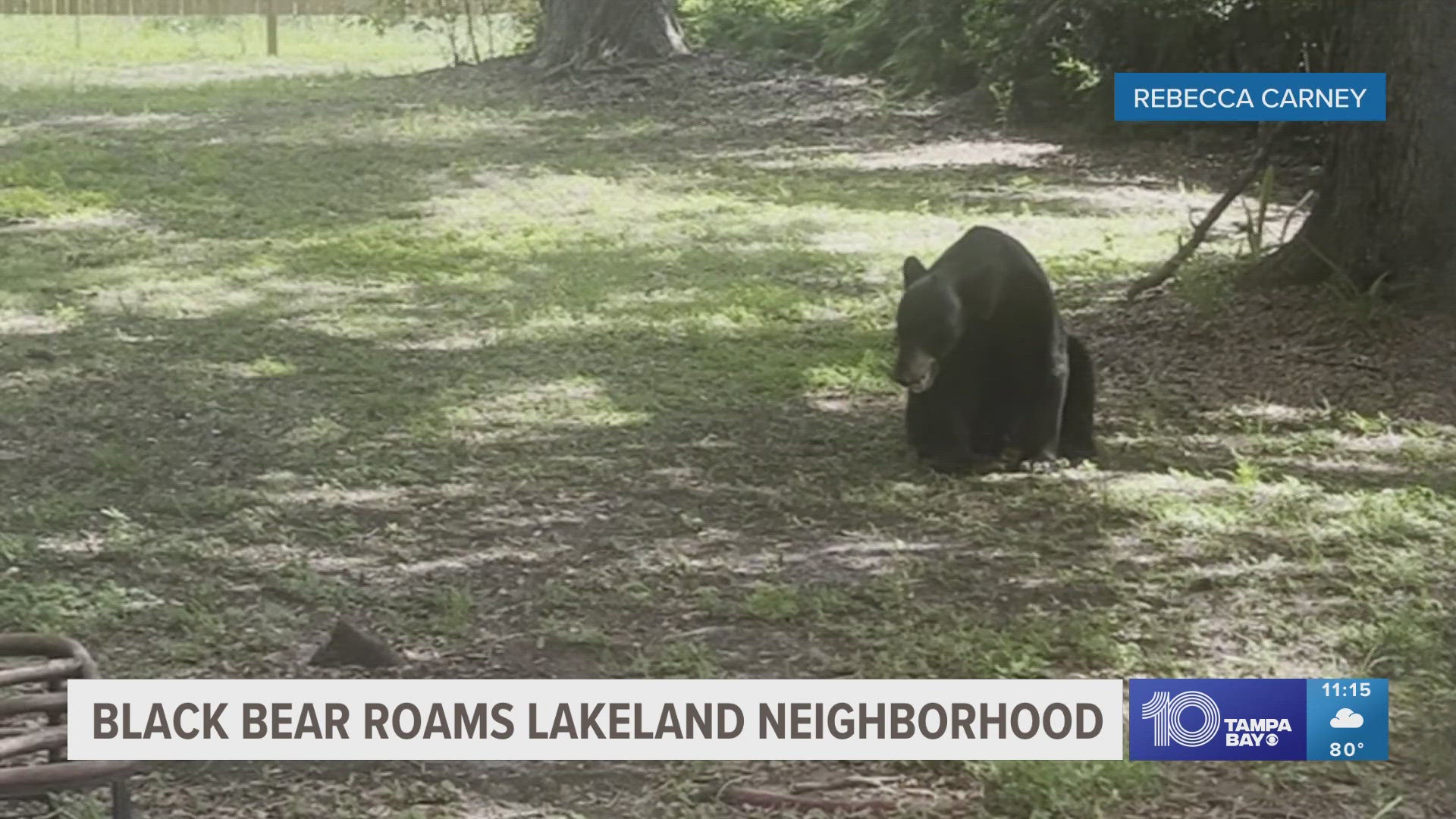 Fish and wildlife officials called in a biologist to trap the bear. But by the time they were ready, the bear scurried off.