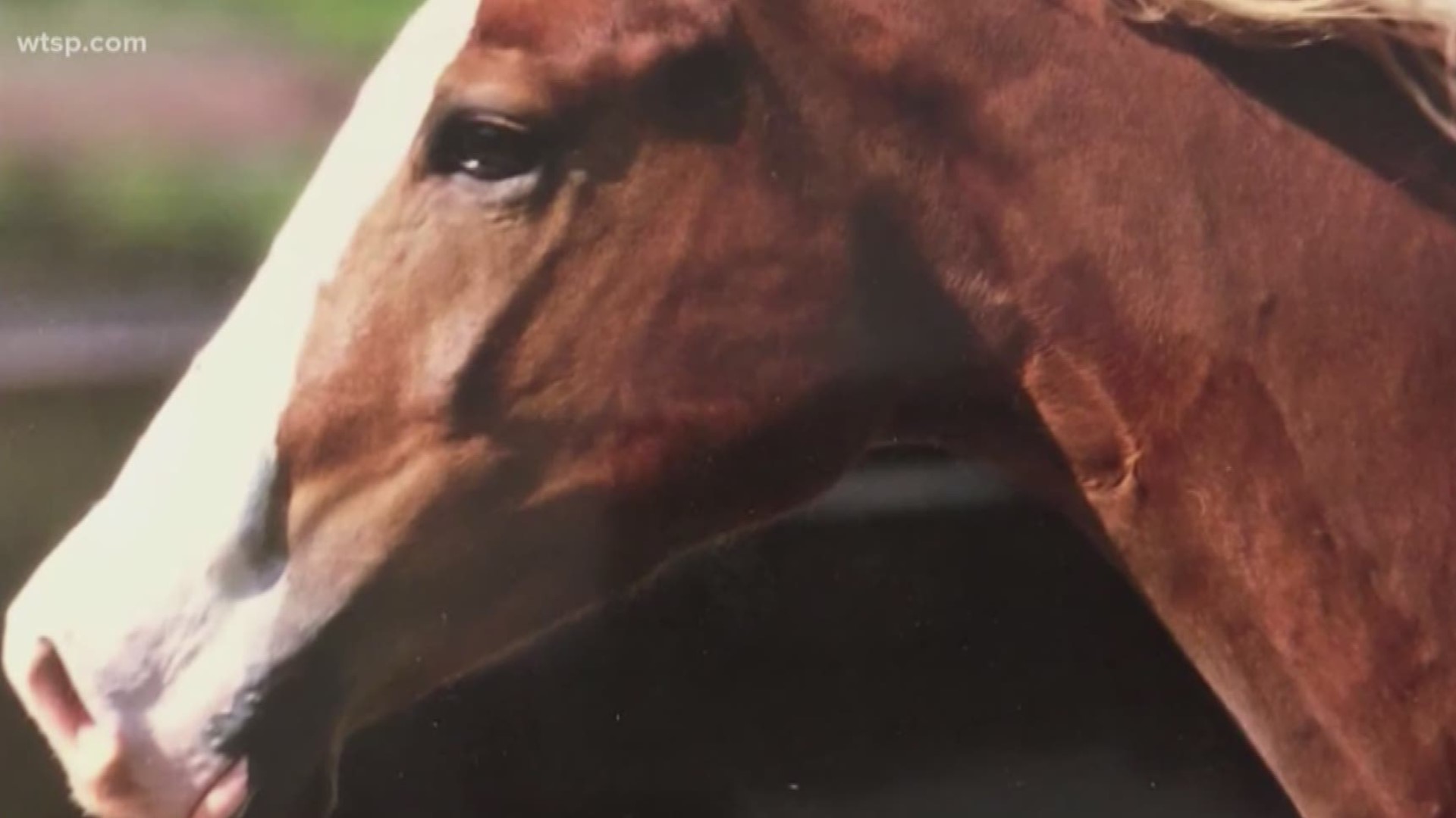 Agencies across the state are working together to investigate potential connections between the slaughters in Marion, Manatee, and Sumter counties.