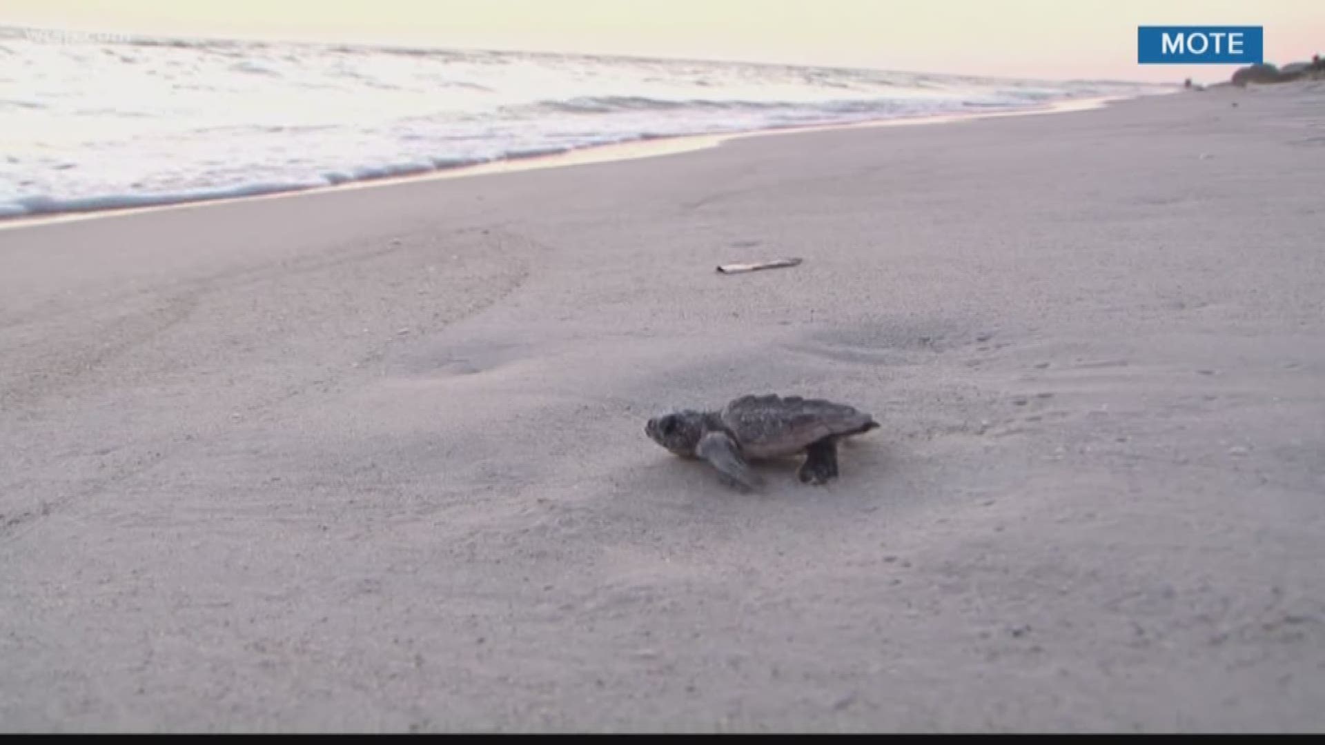 A Mote biologist said the record for sea turtle nests in one year was 4,588.