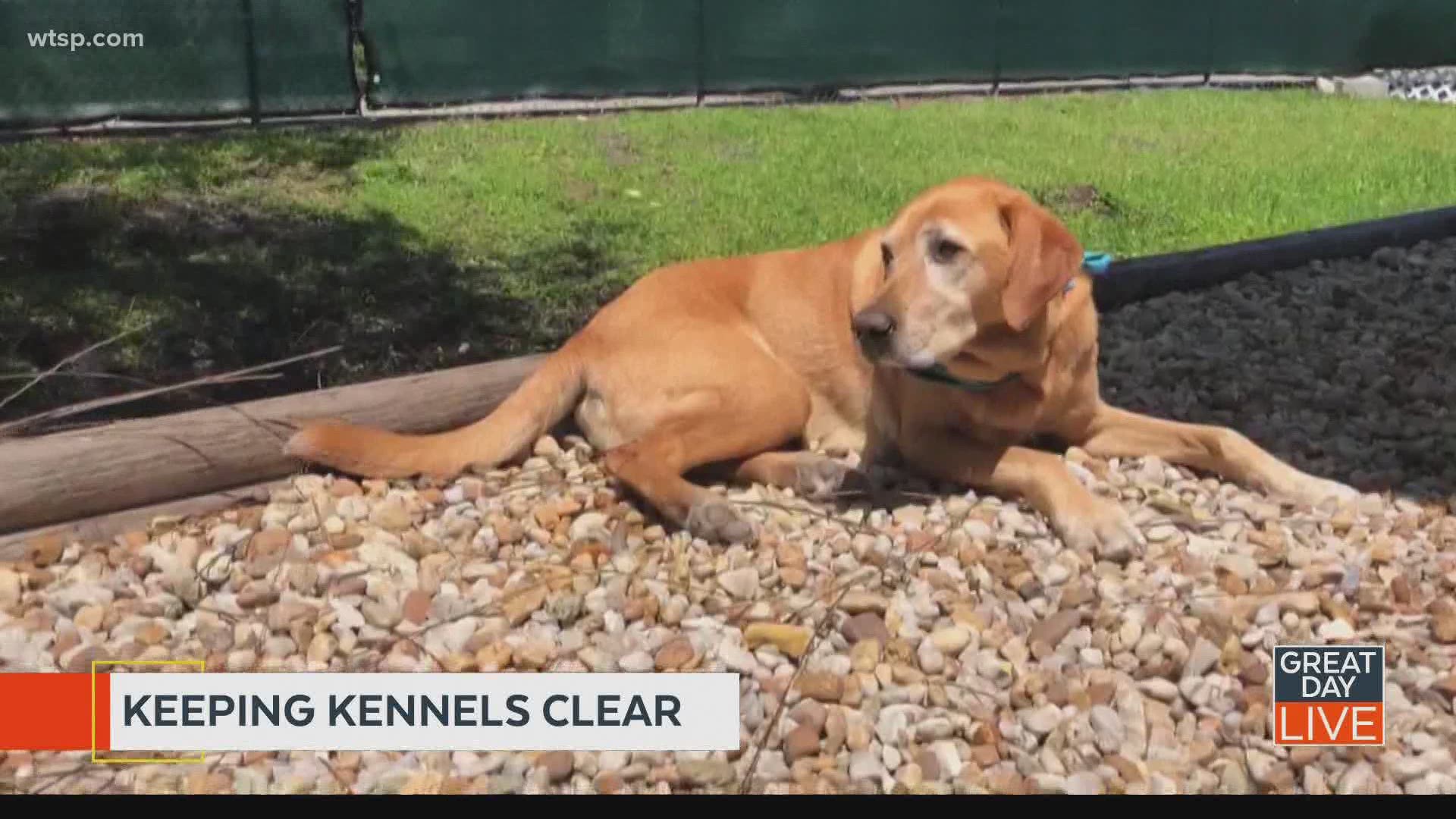 Keeping local kennels clear