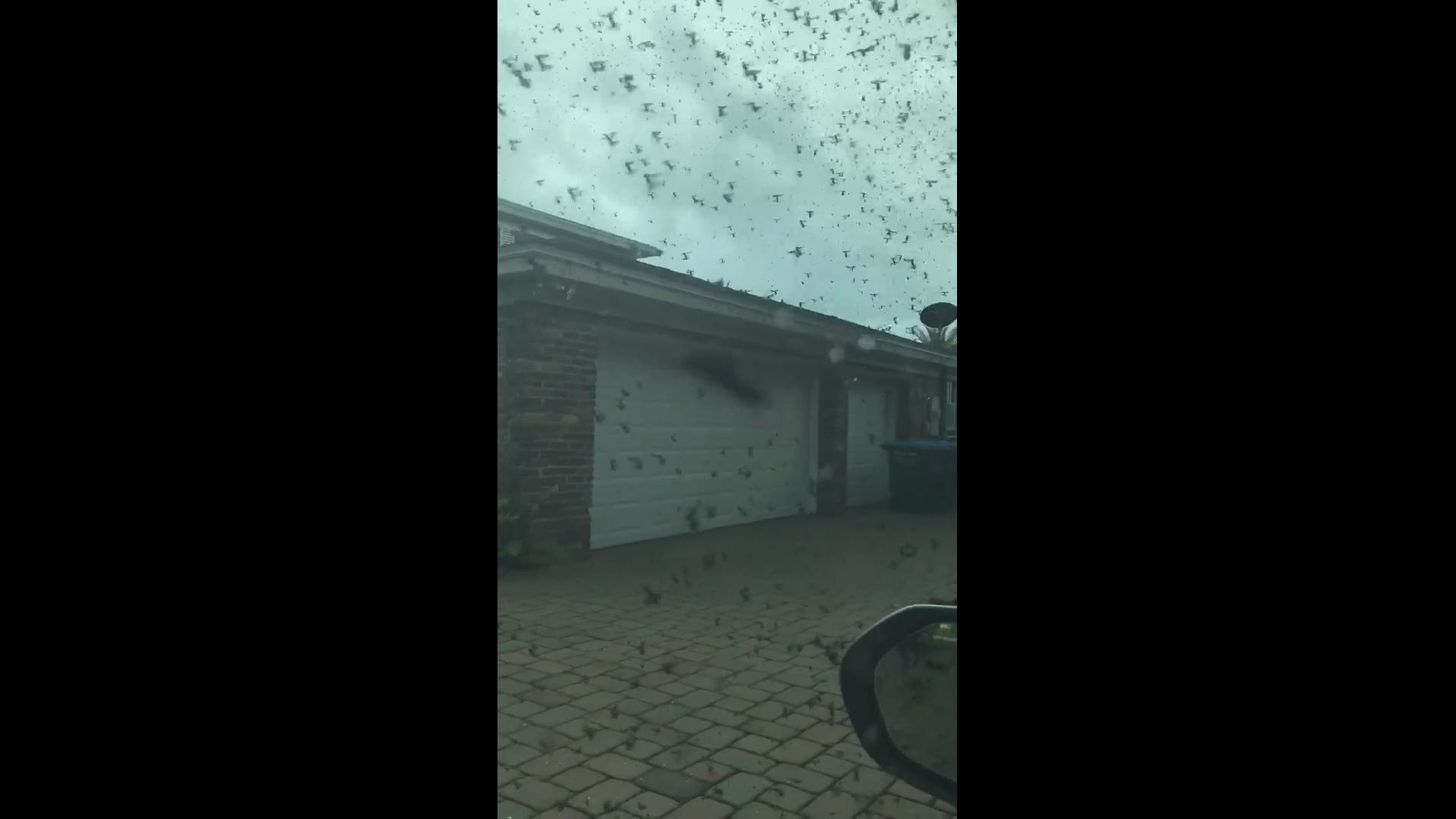 Terry Cronin took this video of a swarm of lovebugs filling the air.