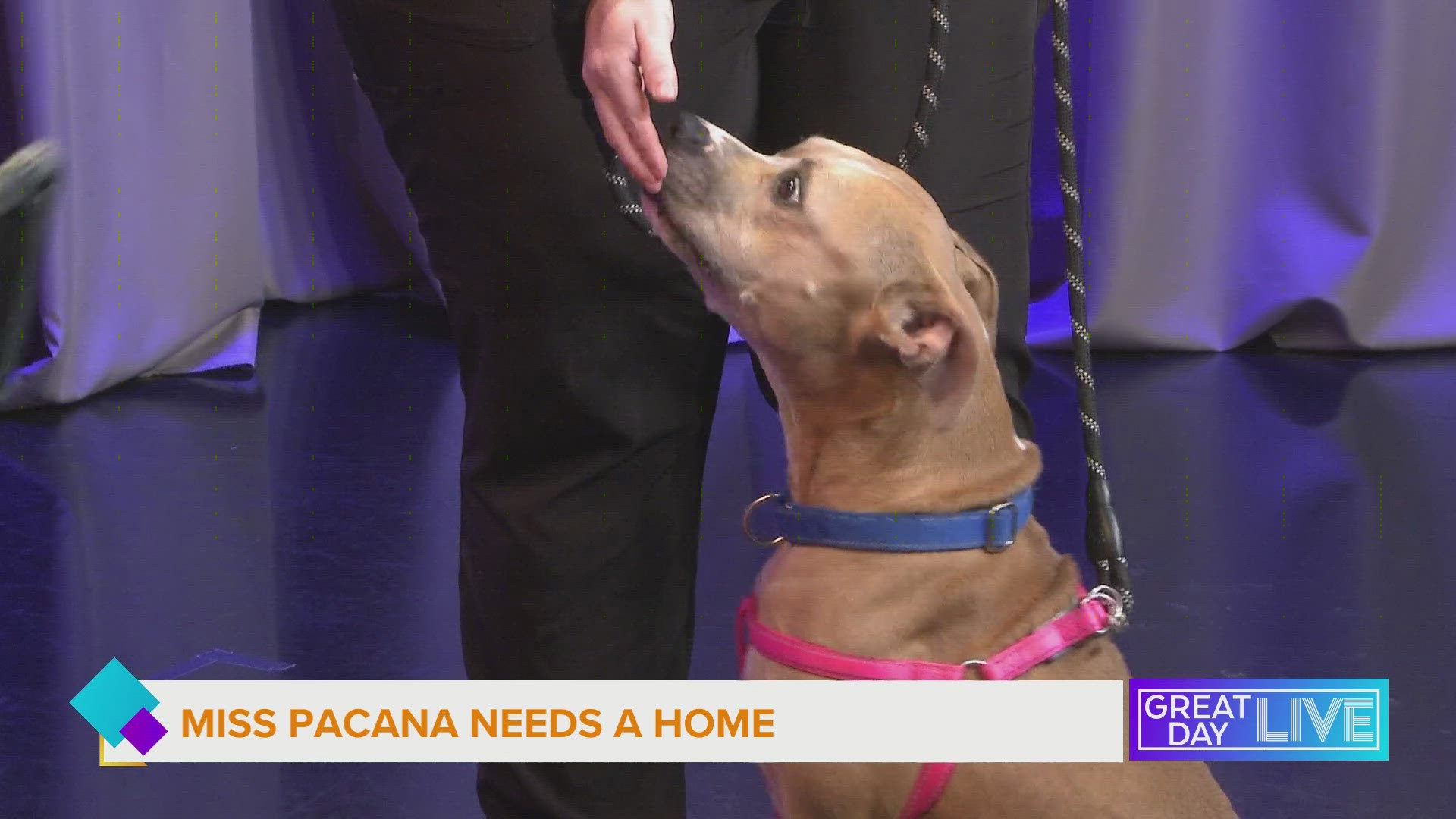 Meet Miss Pacana from Hillsborough Pet Resource Center