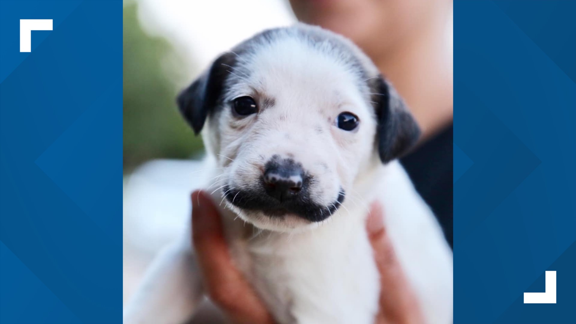 Puppy born with a 'mustache' capturing everyone's hearts