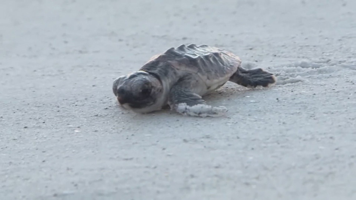Maria Turtle Sea turtle patrol underway on Anna Maria Island | wtsp.com