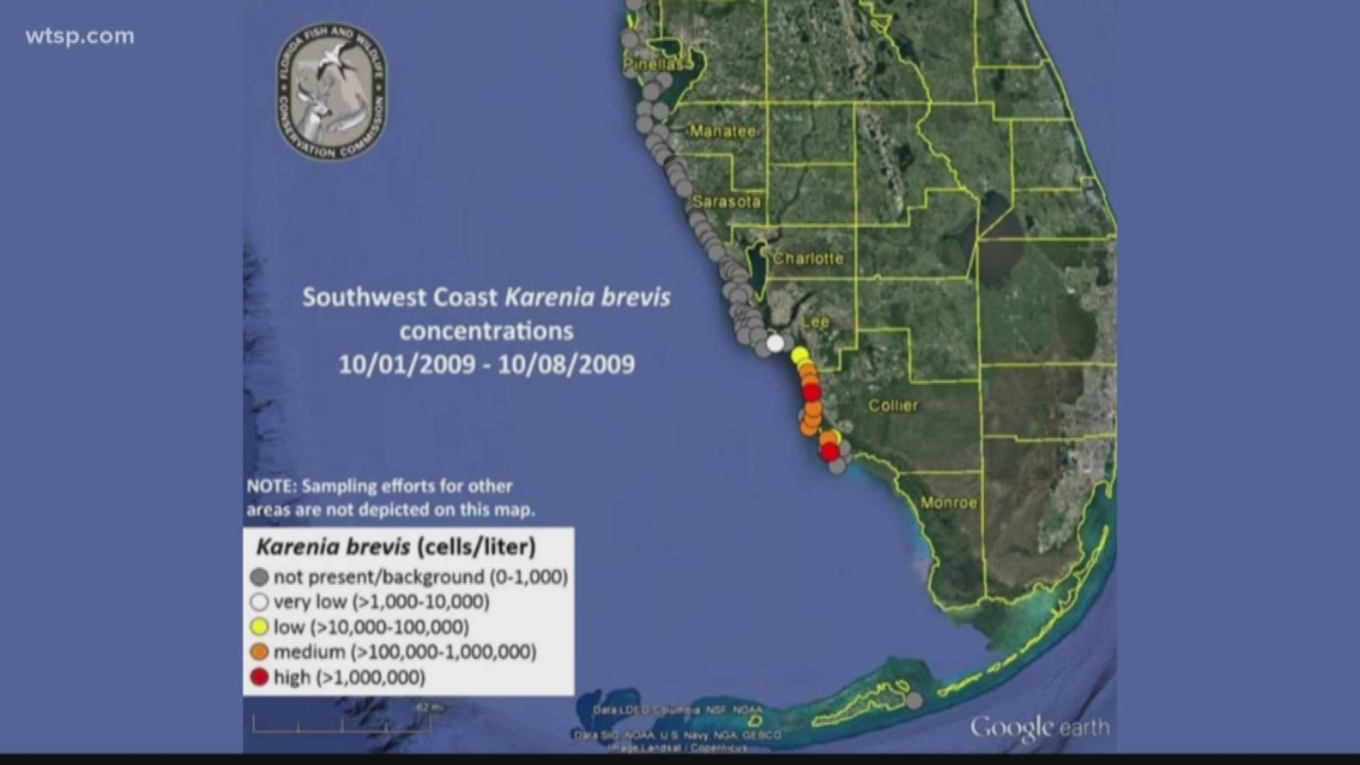 Right now, red tide concentrations are only being observed at background levels around the Tampa Bay region.