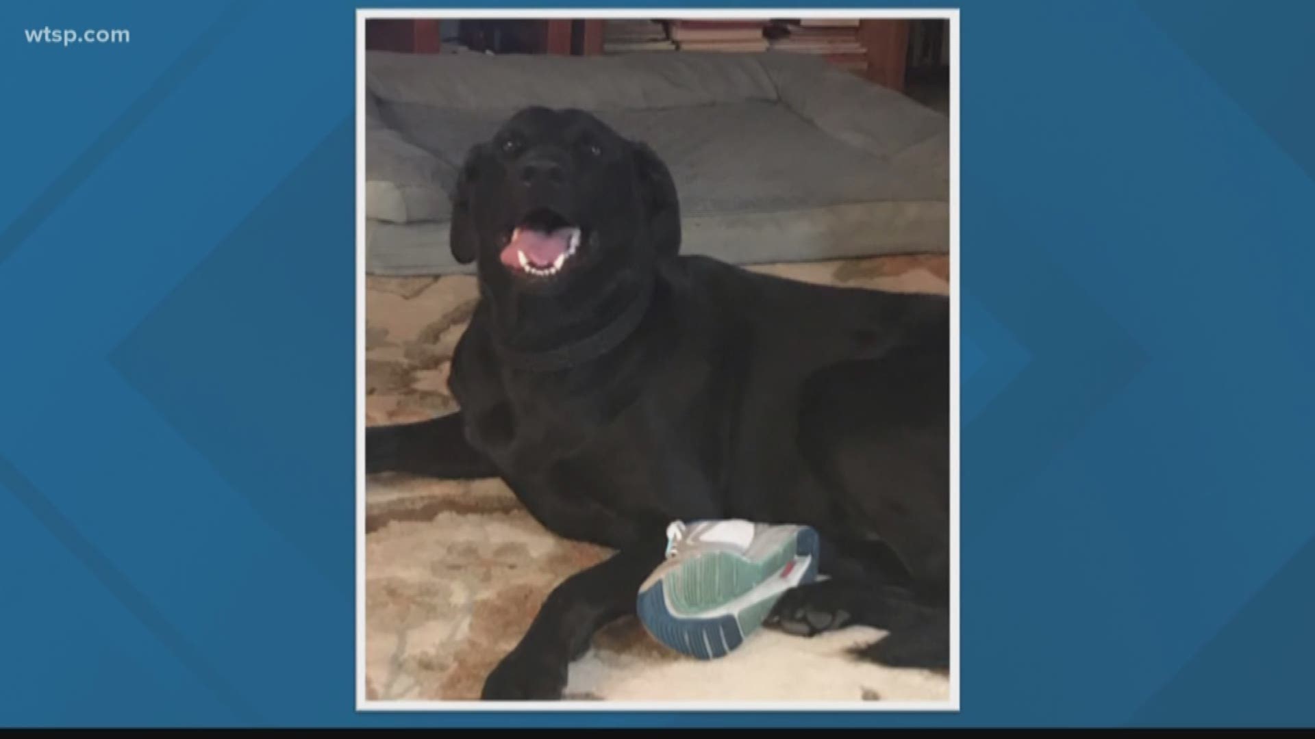 A black Lab named George is recovering after he came face-to-face with an alligator Wednesday in Lutz. 

The Florida Fish and Wildlife Conservation Commission said they received a report of a call about a nuisance alligator at North Lake Park Trail in Lutz involving a dog.