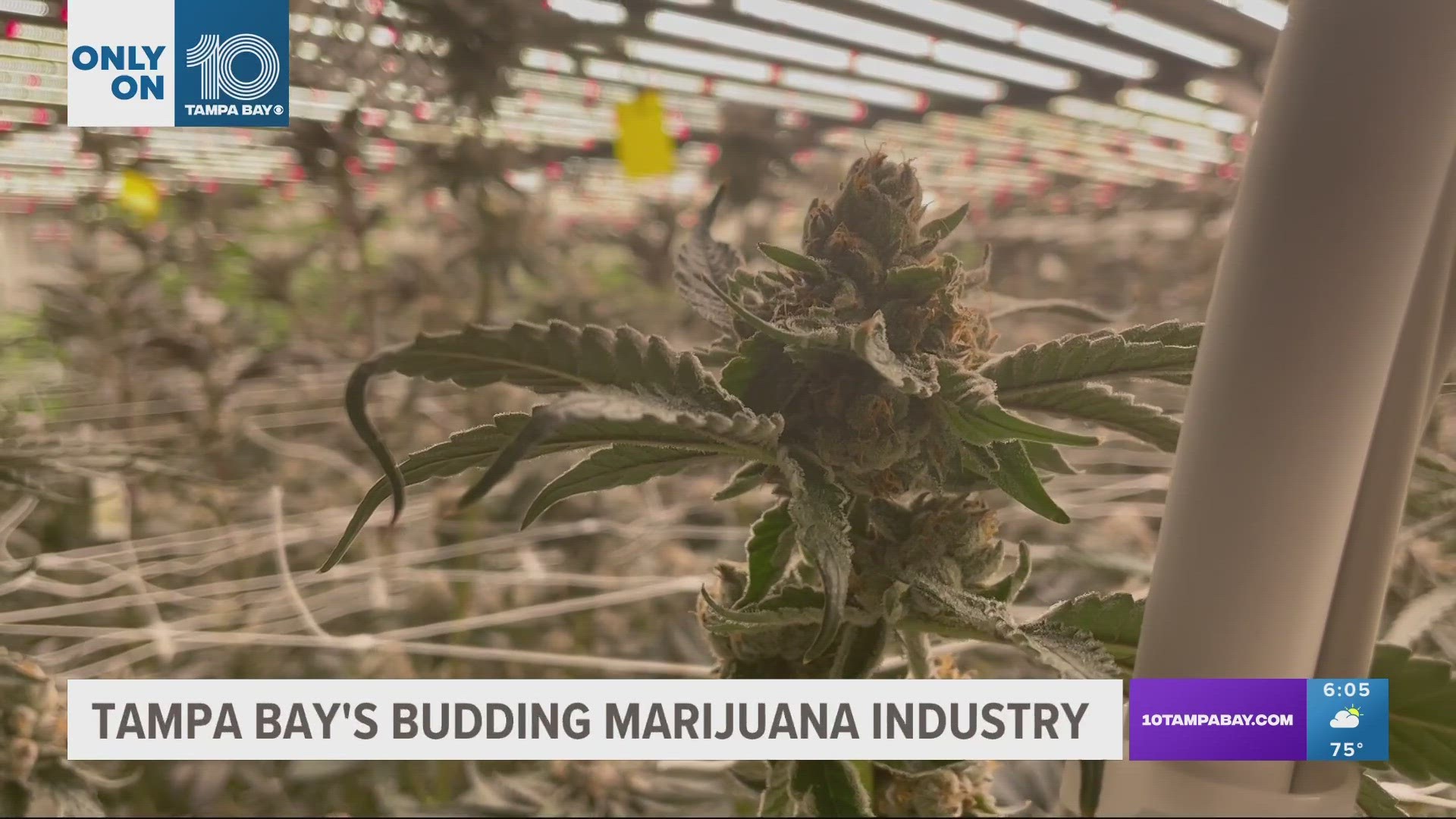 From seed to sale, the industry is taking off in Tampa and even it's primed for growth if recreational marijuana gets the green light in Florida.