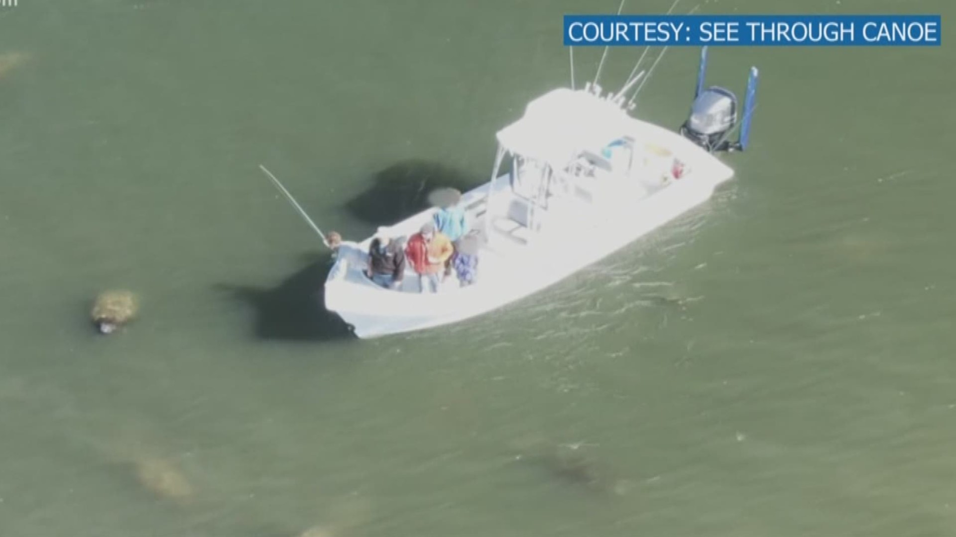 See Through Canoe in St. Petersburg captured what appears to show a boater approach a manatee near Weeden Island.