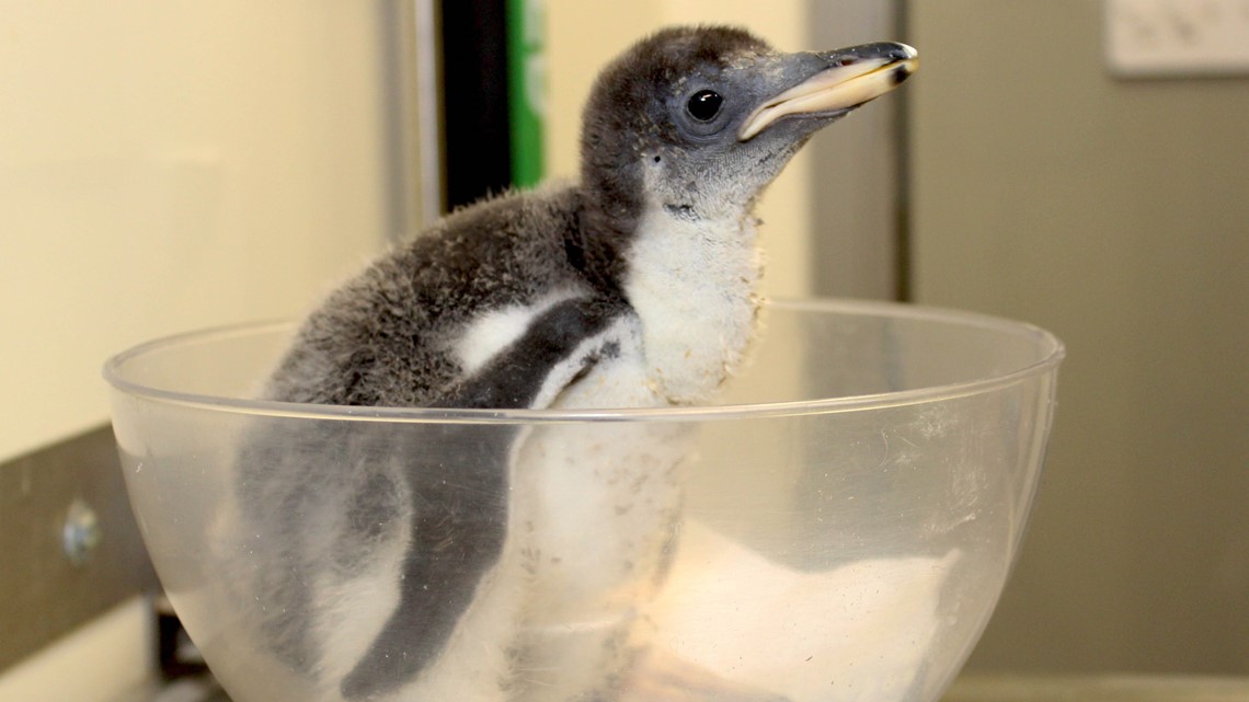 Adorable baby penguin chicks hatch at Tennessee Aquarium