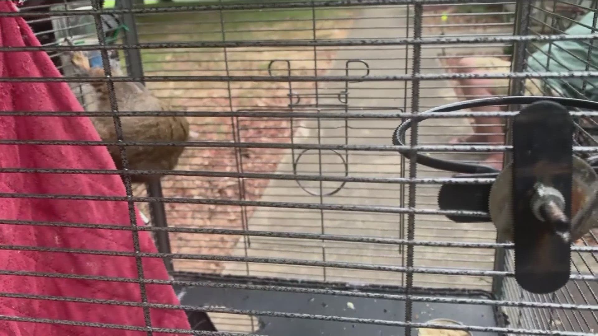 Alabama investigators say a man kept a caged 'attack squirrel' in his apartment and fed it methamphetamine to ensure it stayed aggressive. (AP)