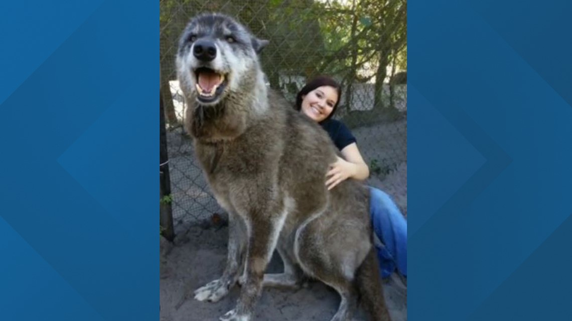 Wolf Hybrid In Florida